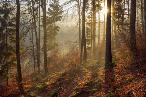 Mountain Forest at Sunrise with Morning Haze