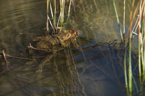 Common toad
