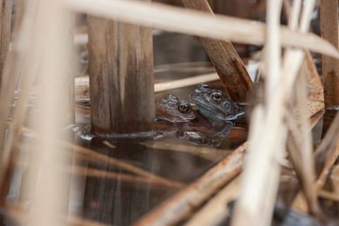 Common frog