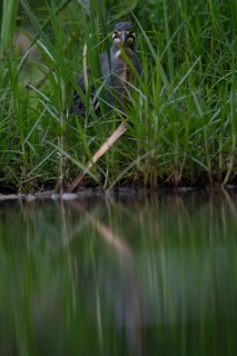 Striated heron