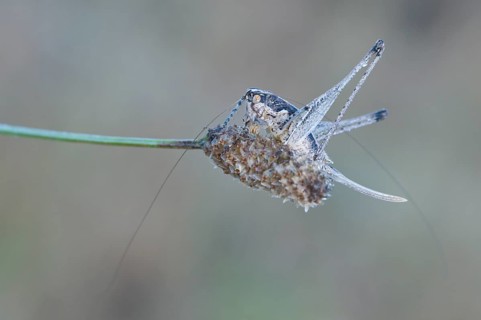 Gray bush-cricket