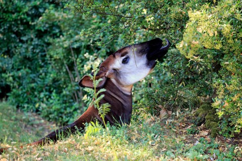 Okapi