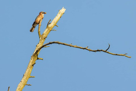 Eurasian jay