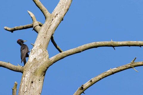 Black woodpecker