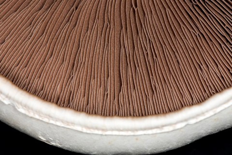 Close-up of the brown lamellae of a horse mushroom