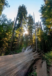 Fallen sequoia