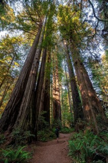 Hiker on trail through forest with coast redwoods