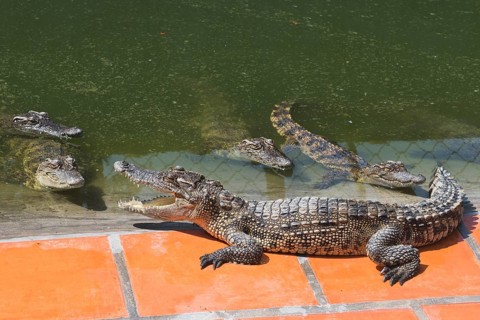 Saltwater crocodiles