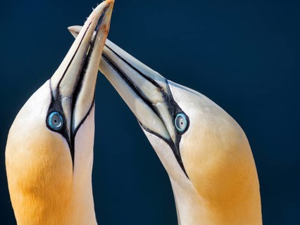 Northern gannet