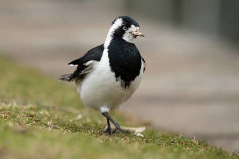 Magpie-lark