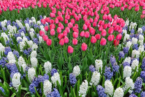 Bed with pink tulips