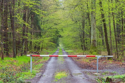 Forest after rain in spring with barrier
