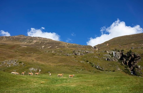 Haflinger on the alpine pasture in the Rofental