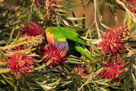 Rainbow lorikeet