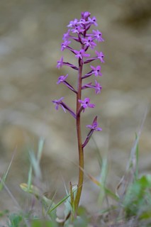 Long-spurred orchid