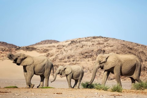 African Elephant