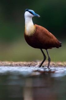 African jacana
