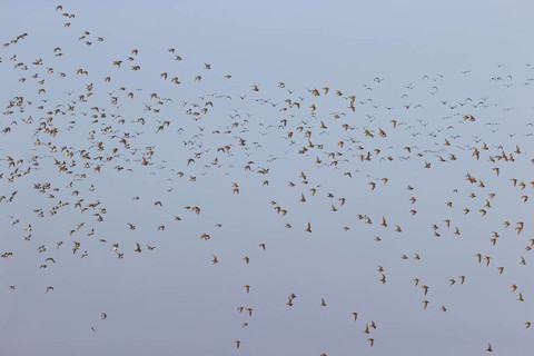 European golden plover