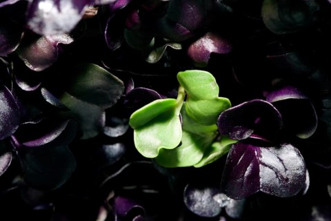 Red radish cress