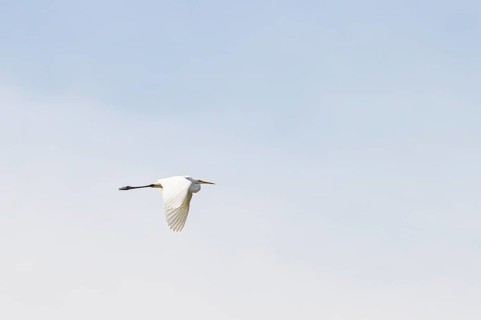 Great egret