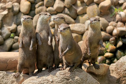 Oriental small-clawed otter