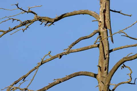 Great tit
