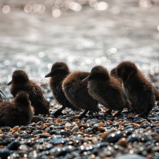 Several common eiders