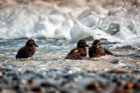 Three common eiders