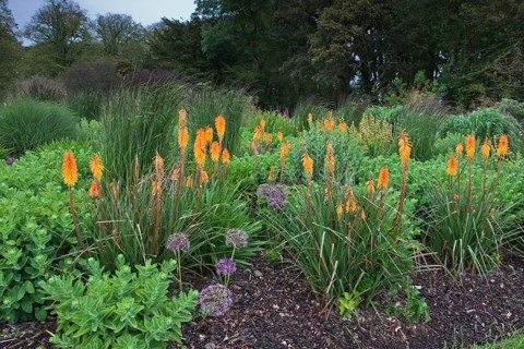 Flowerbed with torch lilies