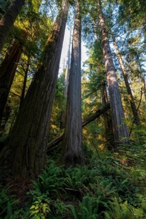 Coast redwoods