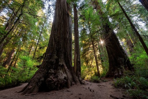 Coast redwoods