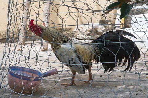 Domestic chicken