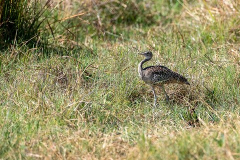 Red-crested korhaan