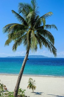 Empty sandy beach without tourists with coconut palm