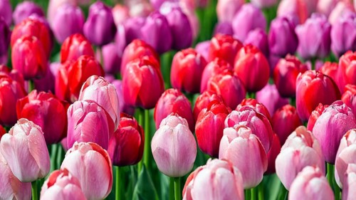 Tulips