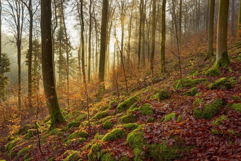 Mountain Forest at Sunrise with Morning Haze