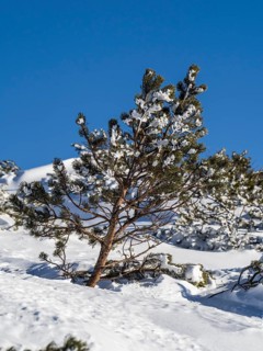 Snow-covered mountain pine