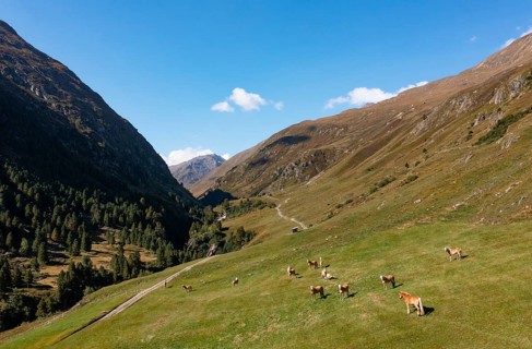 Haflinger on the alpine pasture in the Rofental