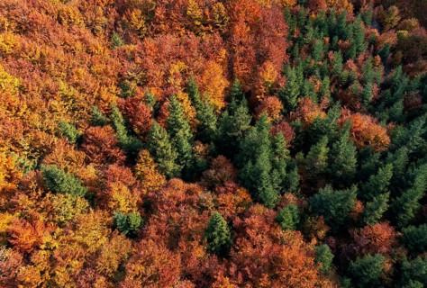 Drone image