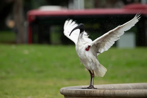 Australian white ibis