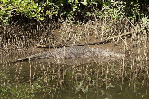 Saltwater crocodile