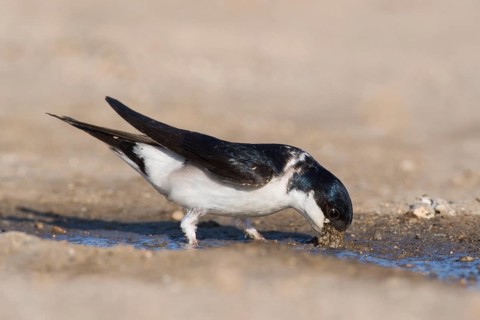 Common house martin