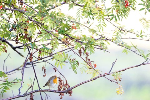 European robin