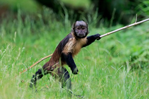 Golden-bellied capuchin