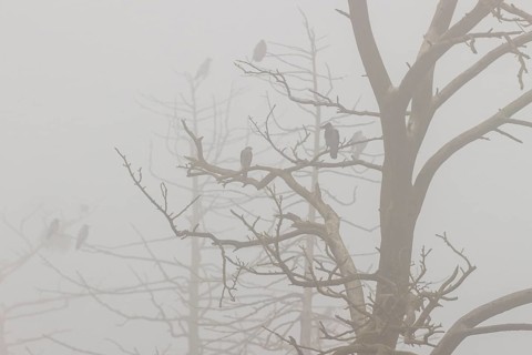 Hooded crow