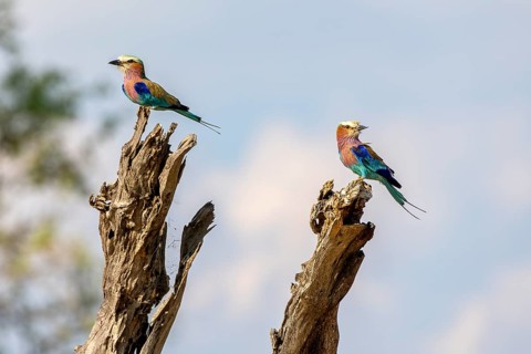 Lilac breasted roller