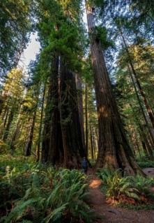 Hiker on trail through forest with coast redwoods