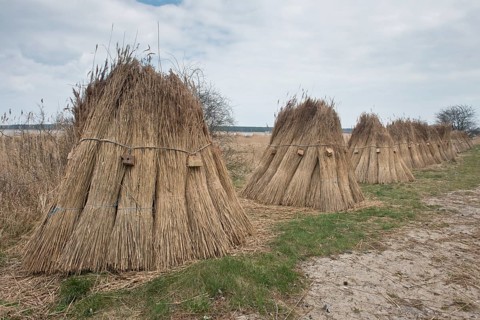 Reethocken