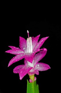 Red flower of a Schlumbergera with water drops