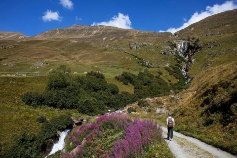 Hikers walking on the alpine pastures in the Rofental